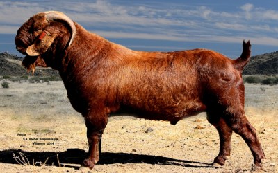 The Cornell Wet Market